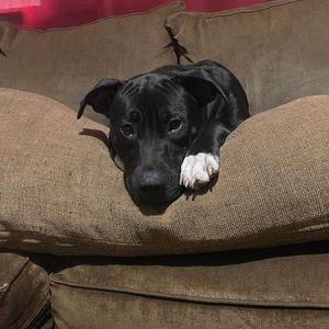 Meet your Posher, Steve